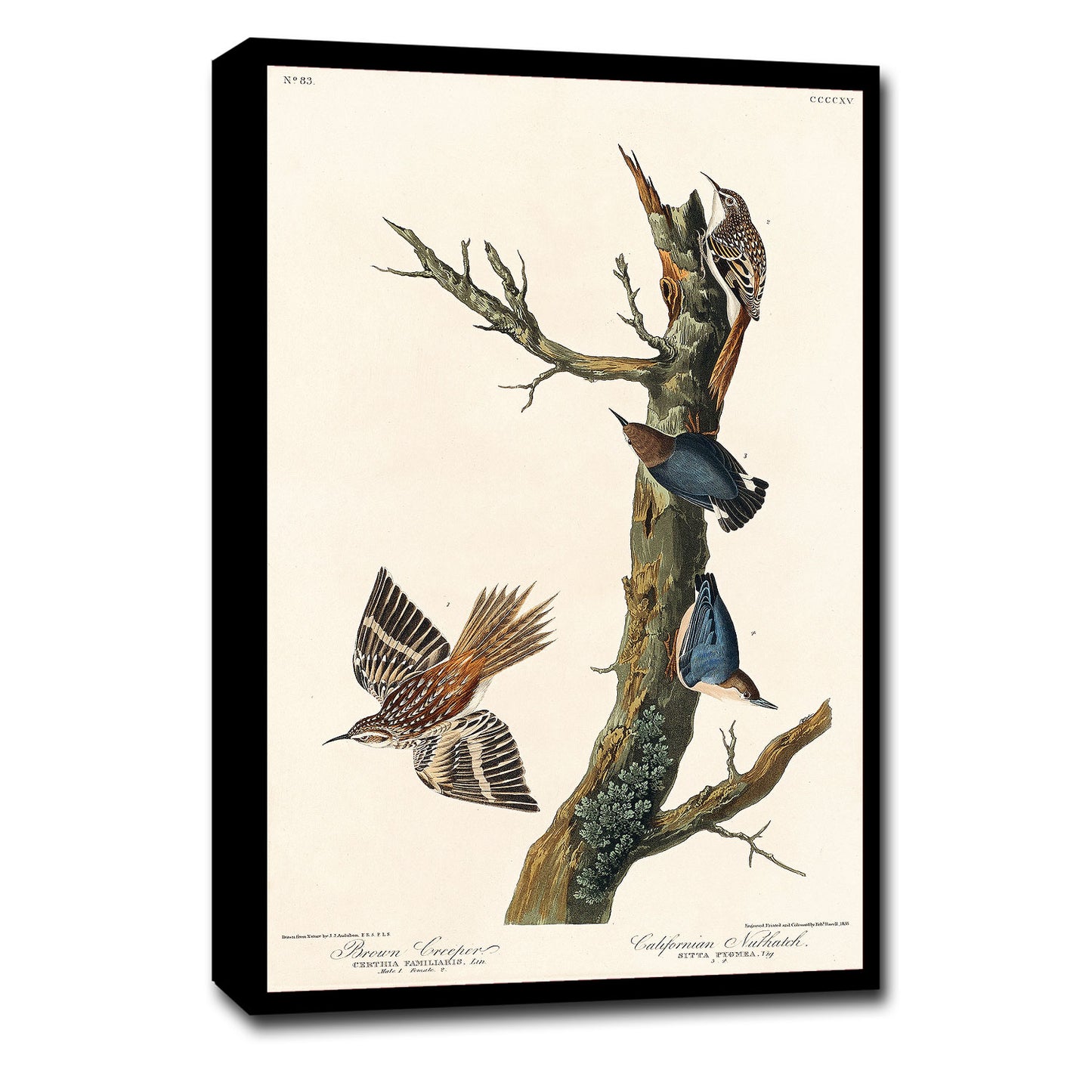 Brown Creeper and Californian Nuthatch by John J. Audubon