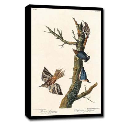 Brown Creeper and Californian Nuthatch by John J. Audubon