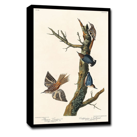 Brown Creeper and Californian Nuthatch by John J. Audubon