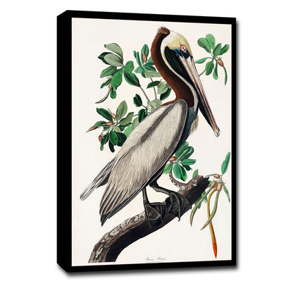 Brown Pelican by John J. Audubon
