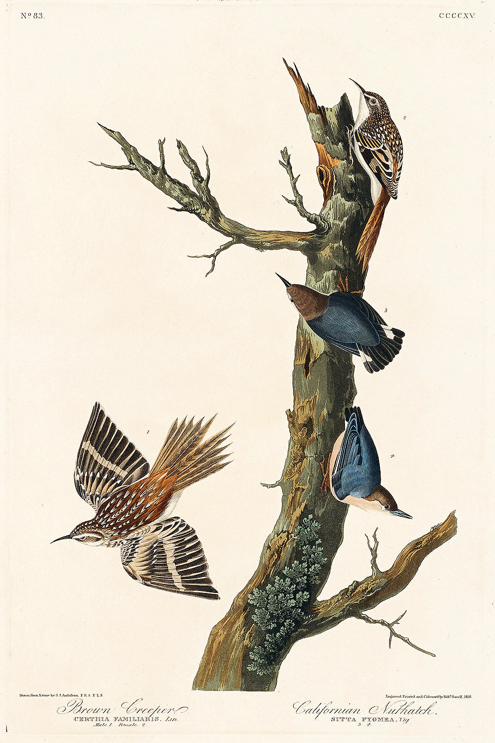 A framed print featuring illustrations of birds, with a focus on a brown creeper and a Californian nuthatch, perched on and flying around a tree branch.