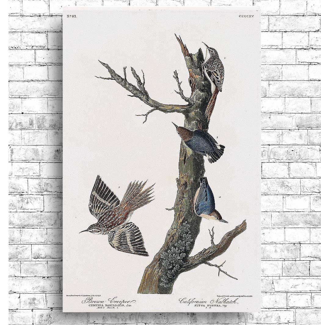 A framed print featuring illustrations of birds, with a focus on a brown creeper and a Californian nuthatch, perched on and flying around a tree branch.