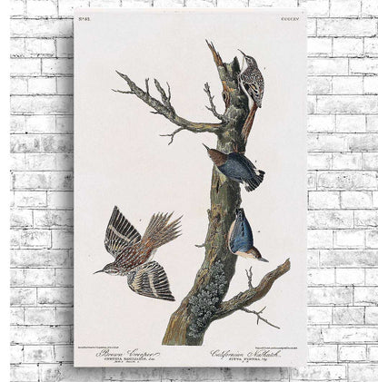 A framed print featuring illustrations of birds, with a focus on a brown creeper and a Californian nuthatch, perched on and flying around a tree branch.