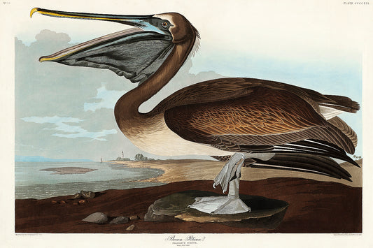 A framed print of a Brown Pelican by John J. Audubon, showing the bird in a naturalistic pose against a pale background.