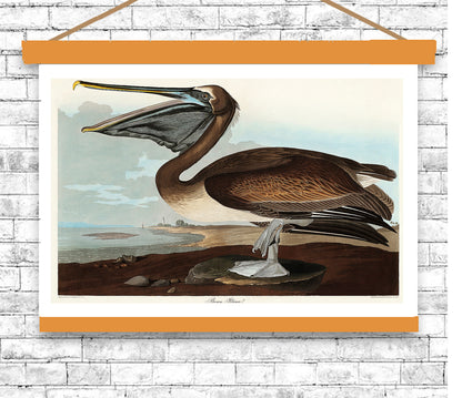 Brown Pelican by John J. Audubon