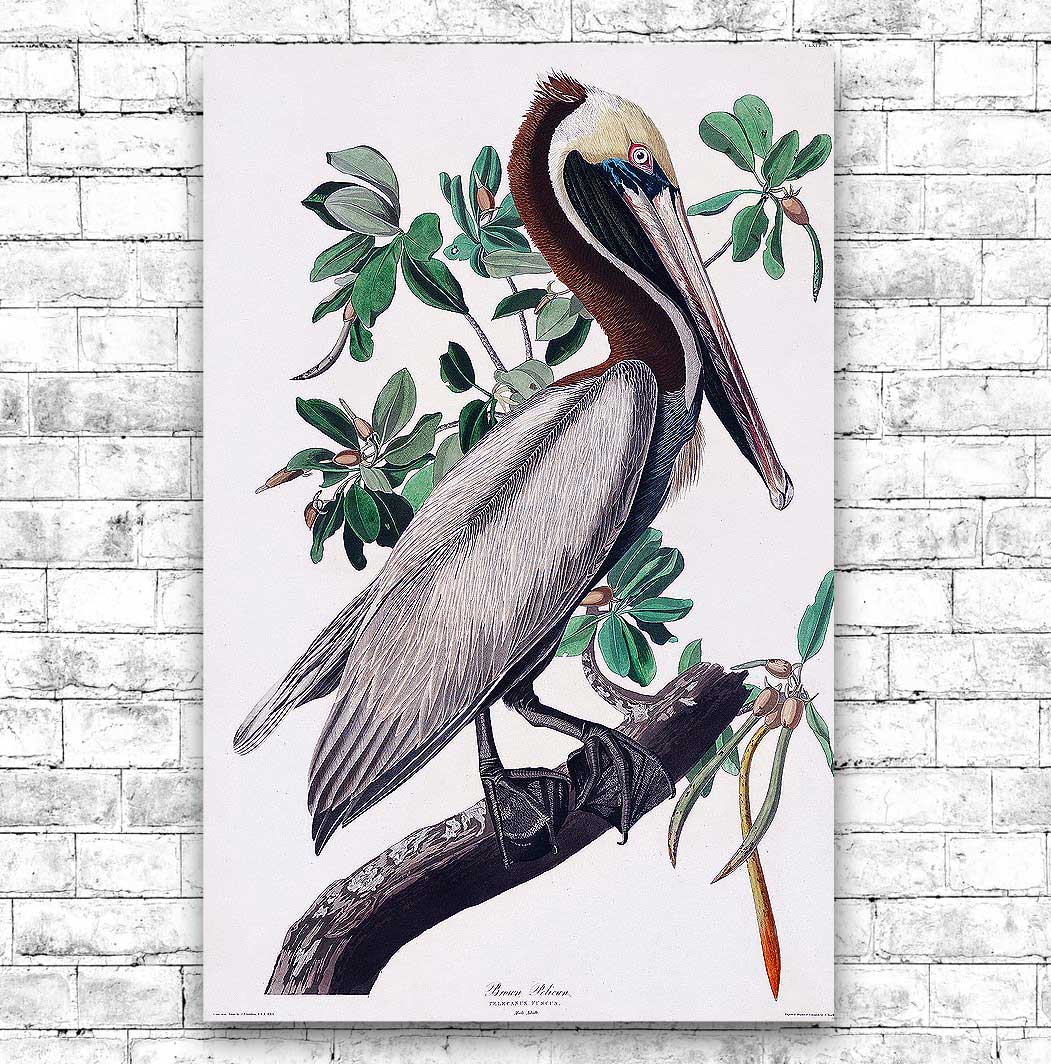 A framed print of a Brown Pelican by John J. Audubon, depicting the bird perched on a branch with leaves in the background.