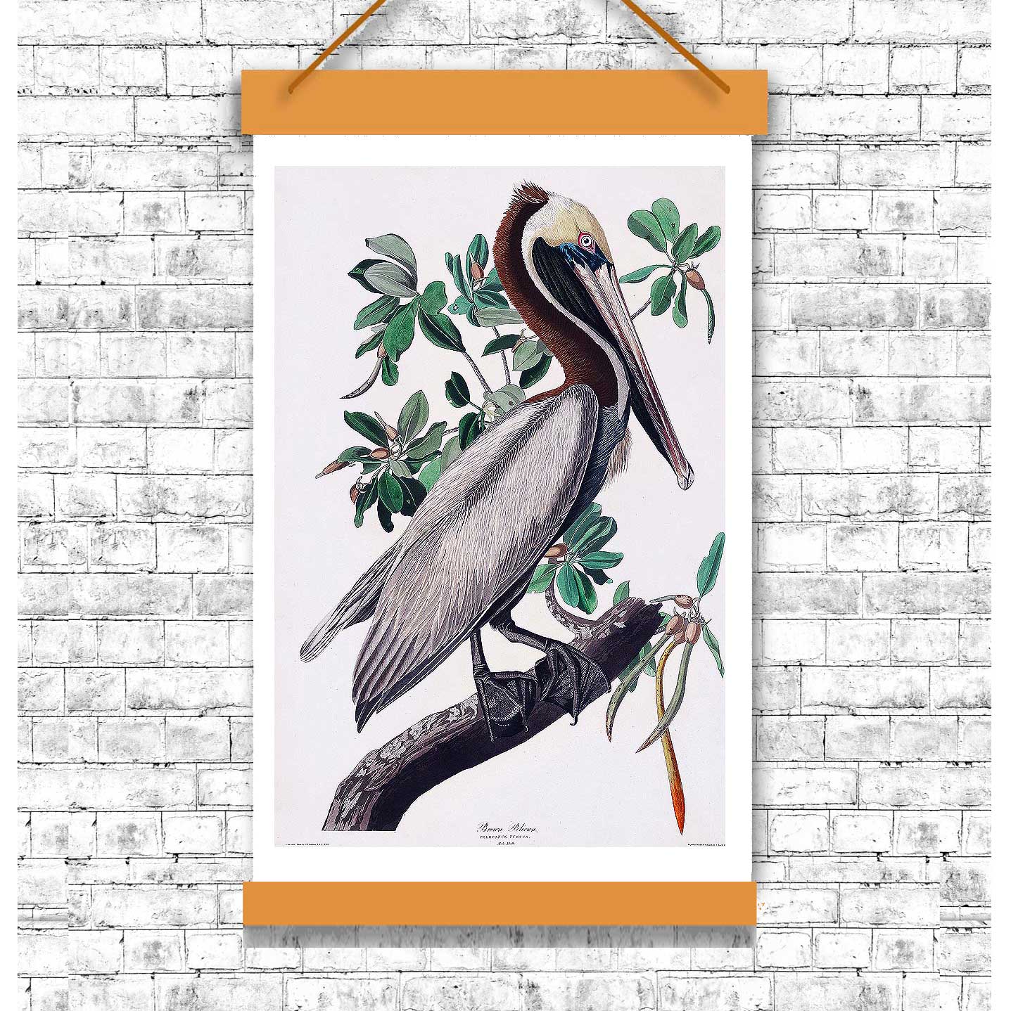 Brown Pelican by John J. Audubon