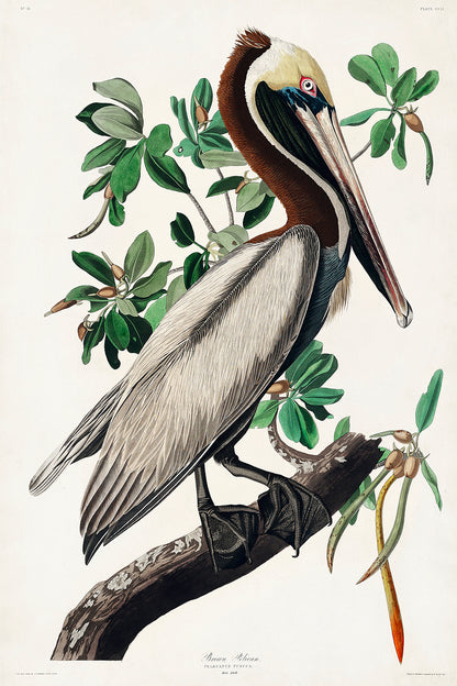 A framed print of a Brown Pelican by John J. Audubon, depicting the bird perched on a branch with leaves in the background.