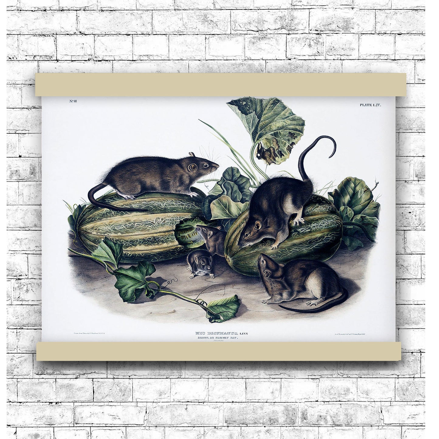 Brown rat, or Norway rat (Mus decumanus) by John James Audubon | Hanging Canvas Art | Choice of Board Colors