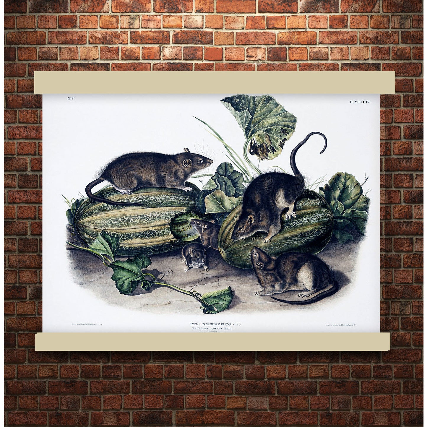 Brown rat, or Norway rat (Mus decumanus) by John James Audubon | Hanging Canvas Art | Choice of Board Colors