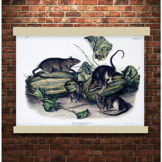 Brown rat, or Norway rat (Mus decumanus) by John James Audubon | Hanging Canvas Art | Choice of Board Colors
