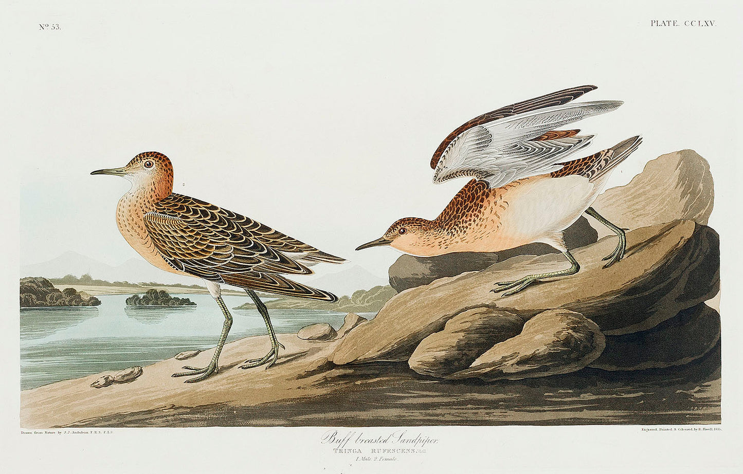 Buff breasted Sandpiper from Birds of America (1827) by John James Audubon-web