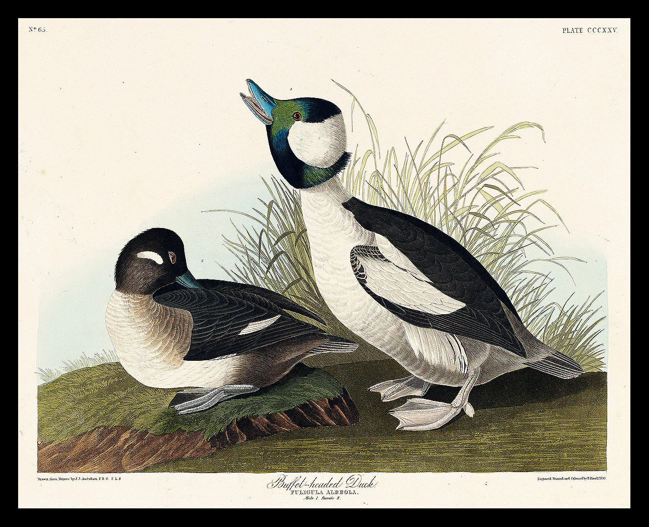 Buffel-headed Duck by John J. Audubon