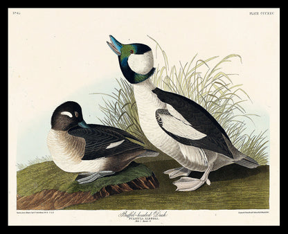 Buffel-headed Duck by John J. Audubon