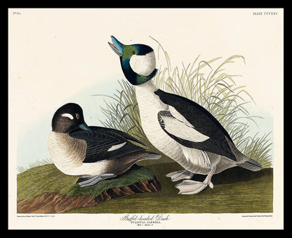 Buffel-headed Duck by John J. Audubon