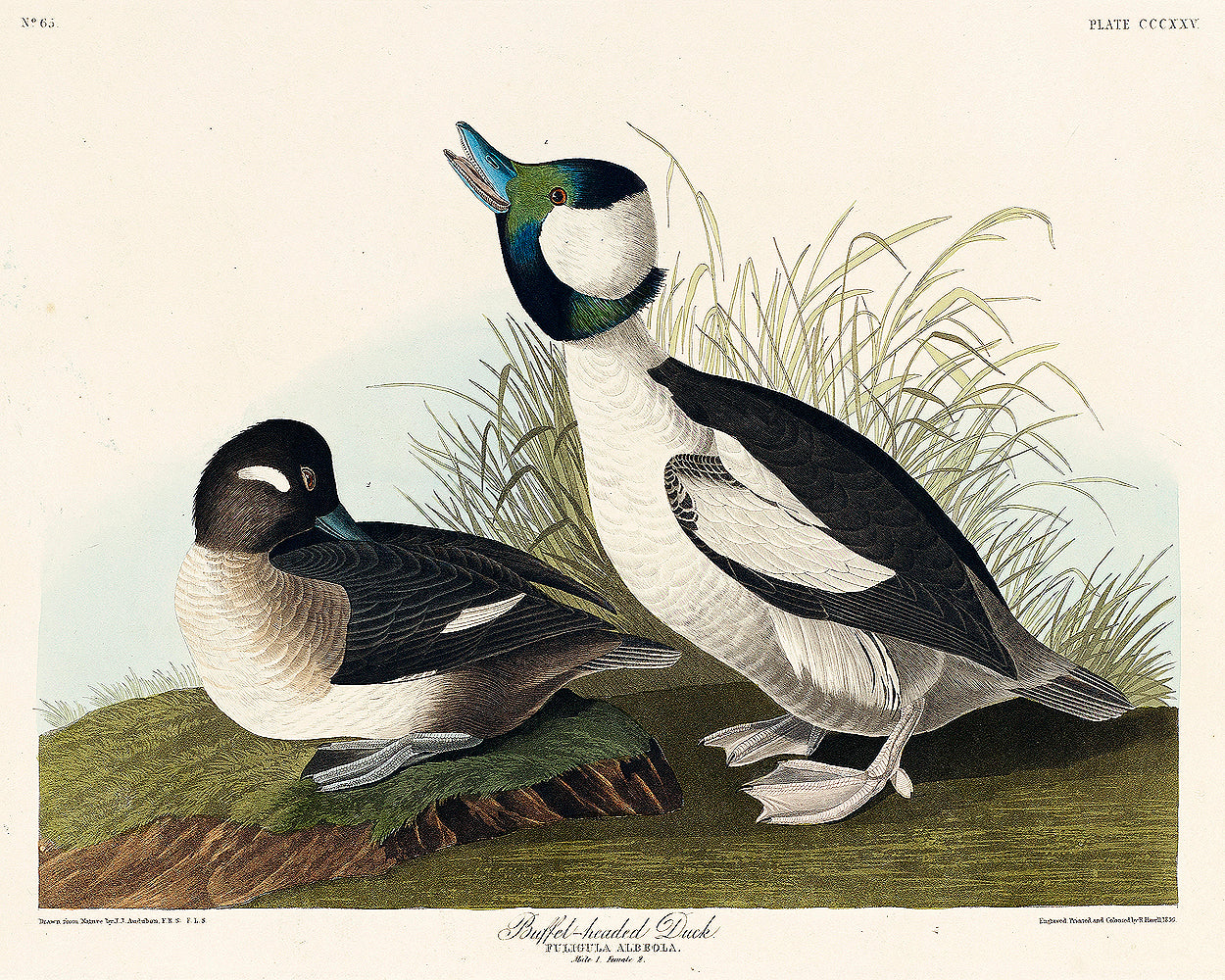 Buffel-headed Duck by John J. Audubon