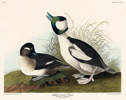 Buffel-headed Duck by John J. Audubon