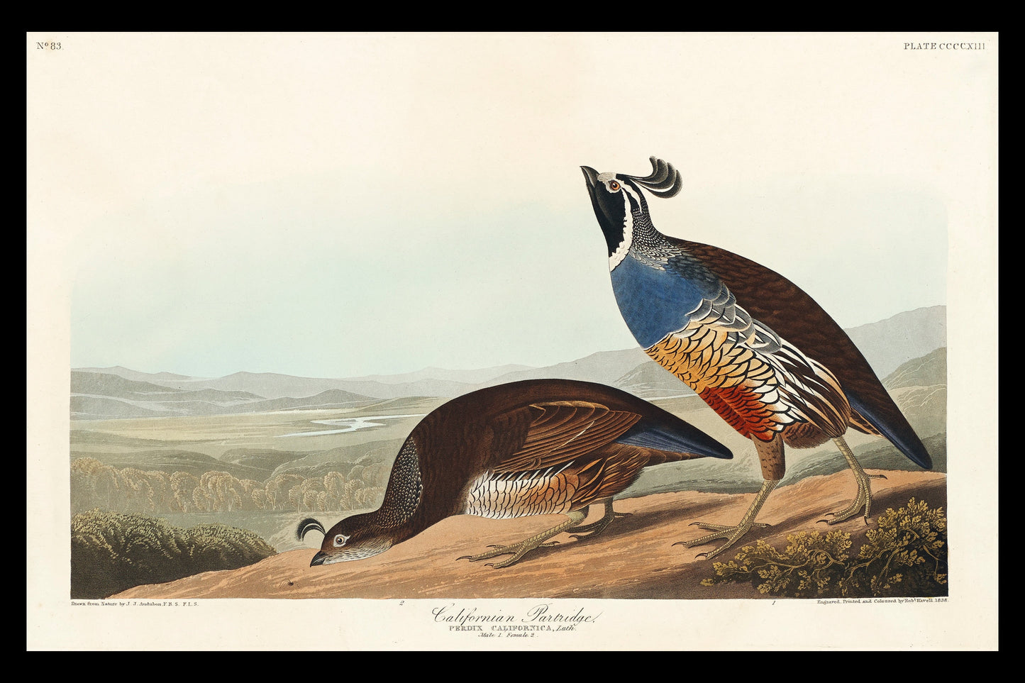California Partridge by John J. Audubon