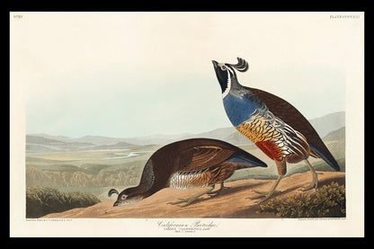 California Partridge by John J. Audubon