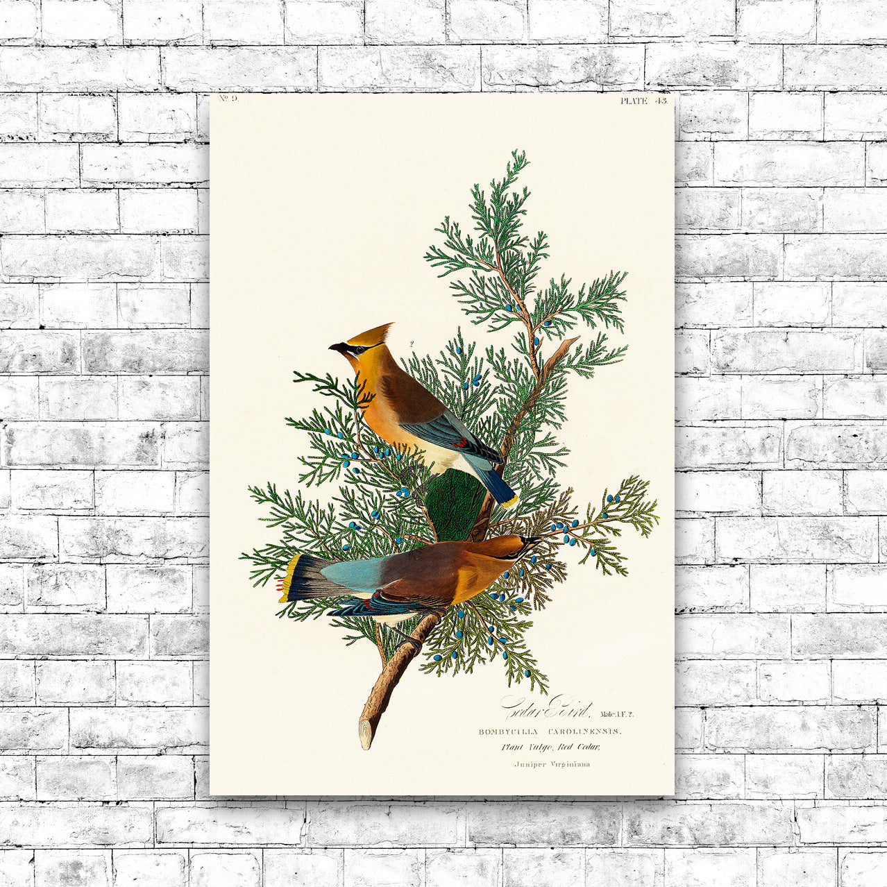 Cedar Bird by John J. Audubon
