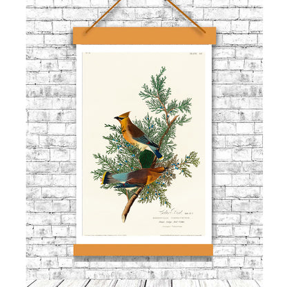 Cedar Bird by John J. Audubon