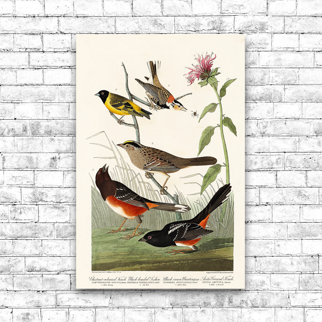 Chestnut-coloured Finch, Black-headed Siskin, Black crown Bunting and Arctic Ground Finch by John J. Audubon