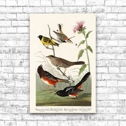 Chestnut-coloured Finch, Black-headed Siskin, Black crown Bunting and Arctic Ground Finch by John J. Audubon
