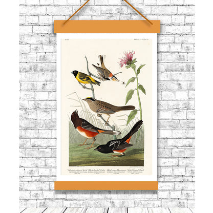 Chestnut-coloured Finch, Black-headed Siskin, Black crown Bunting and Arctic Ground Finch by John J. Audubon