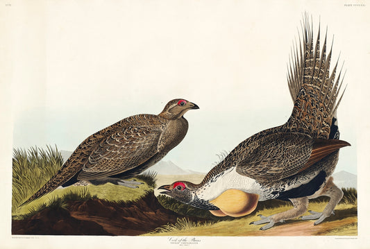 Cock of the Plains from Birds of America (1827) by John James Audubon