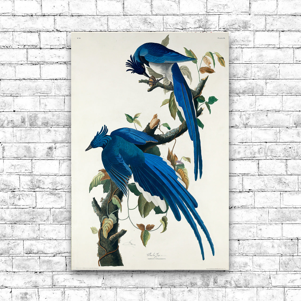 Columbia Jay by John J. Audubon