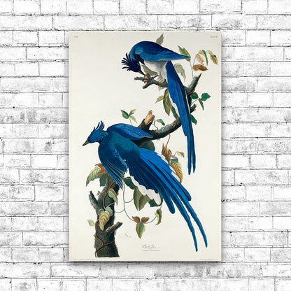 Columbia Jay by John J. Audubon