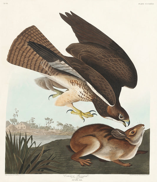 Common Buzzard from Birds of America (1827) by John James Audubon