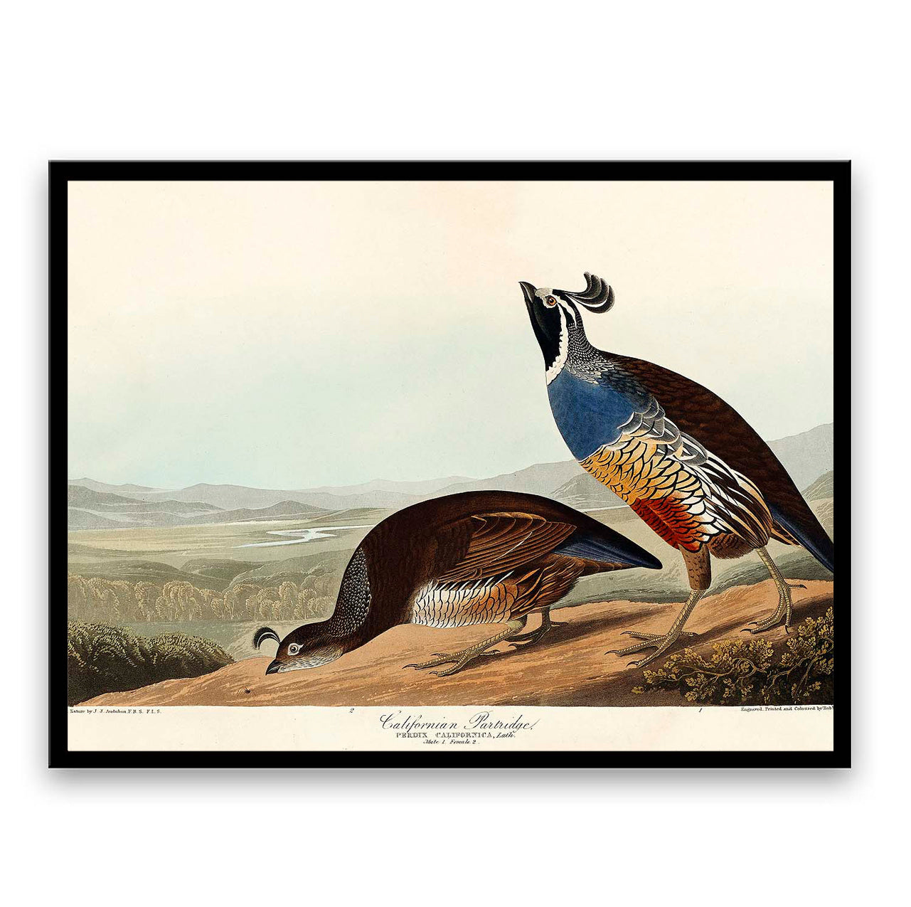 California Partridge by John J. Audubon  | Choose Style | Size & Trim Color