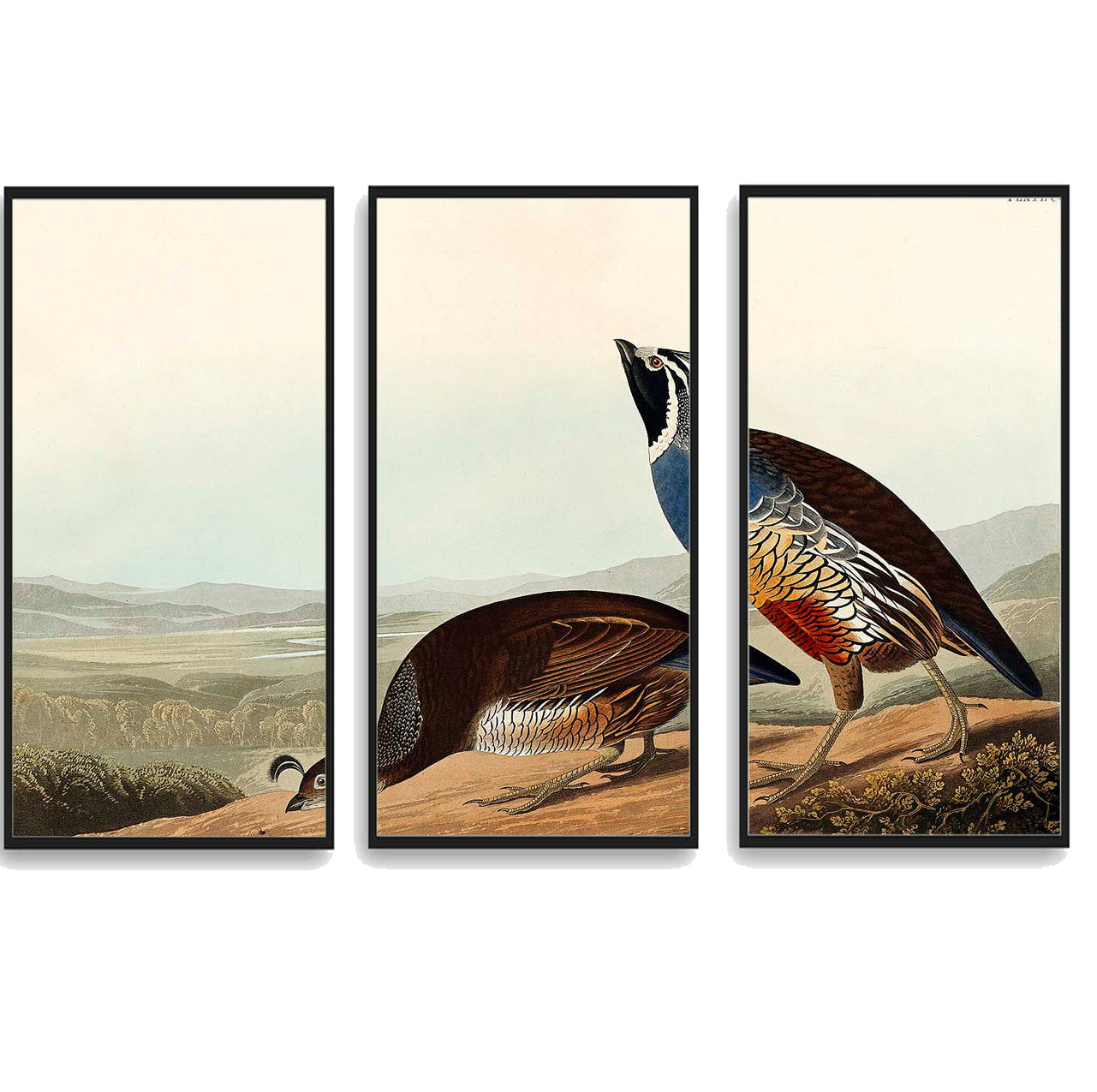 California Partridge by John J. Audubon  | Choose Style | Size & Trim Color