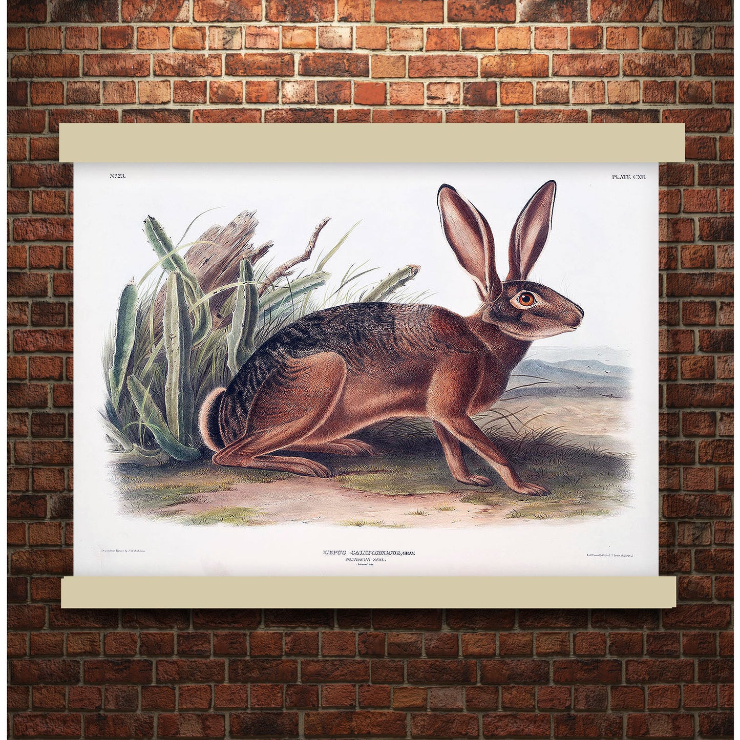 Californian Hare (Lepus californicus) by John James Audubon | Hanging Canvas Art | Choice of Board Colors