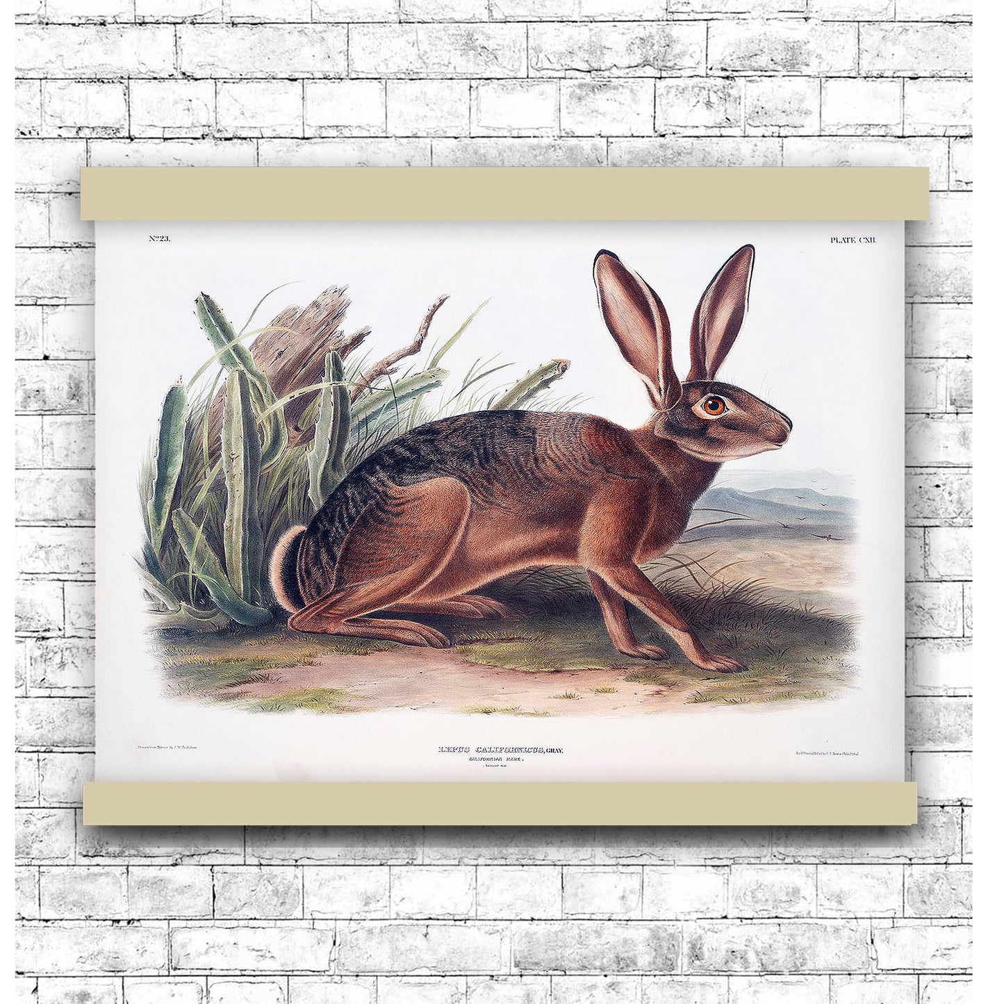 Californian Hare (Lepus californicus) by John James Audubon | Hanging Canvas Art | Choice of Board Colors