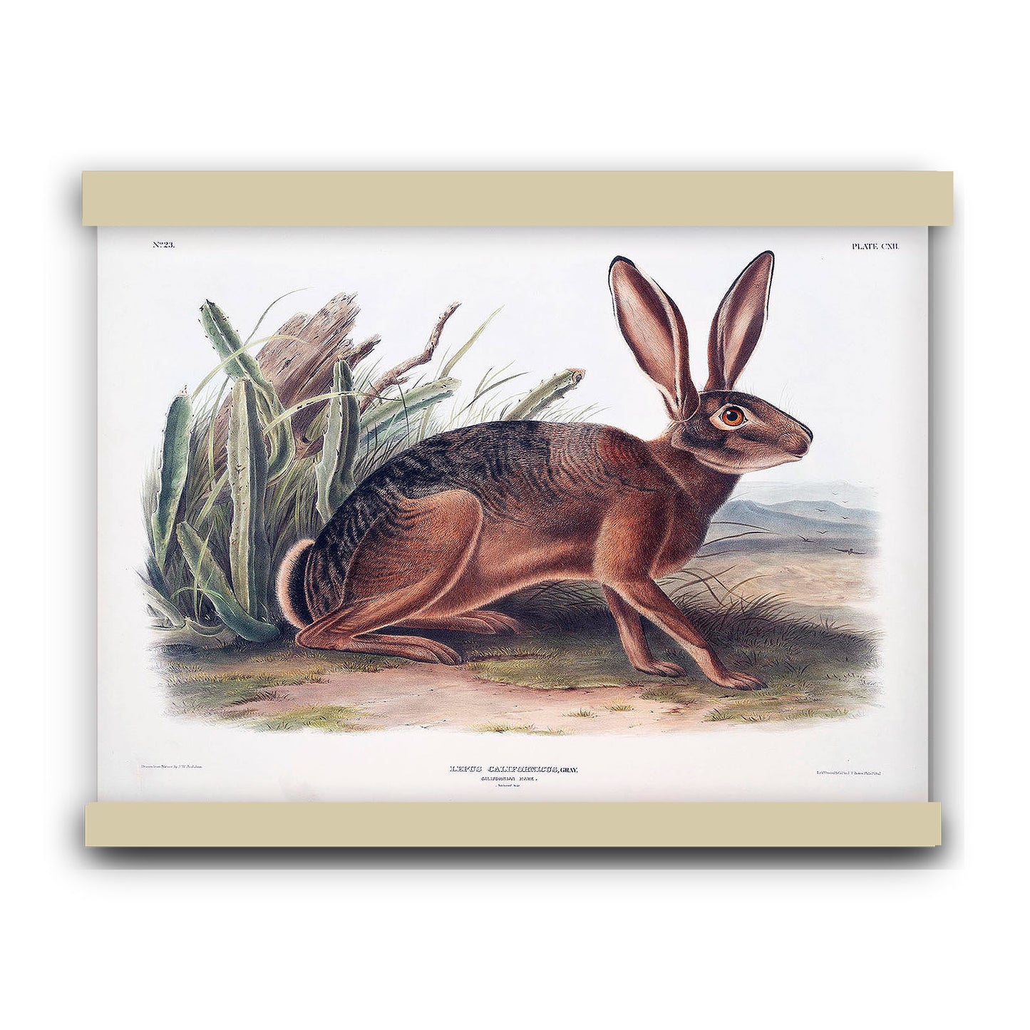 Californian Hare (Lepus californicus) by John James Audubon | Hanging Canvas Art | Choice of Board Colors