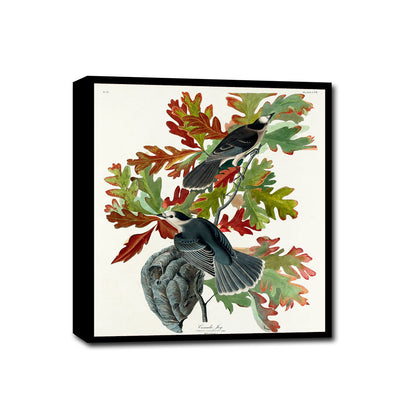 A framed print of Canada Jays (gray jays) among colorful foliage, with a black border and white background.
