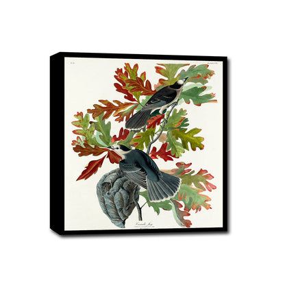 Canada Jay by John J. Audubon