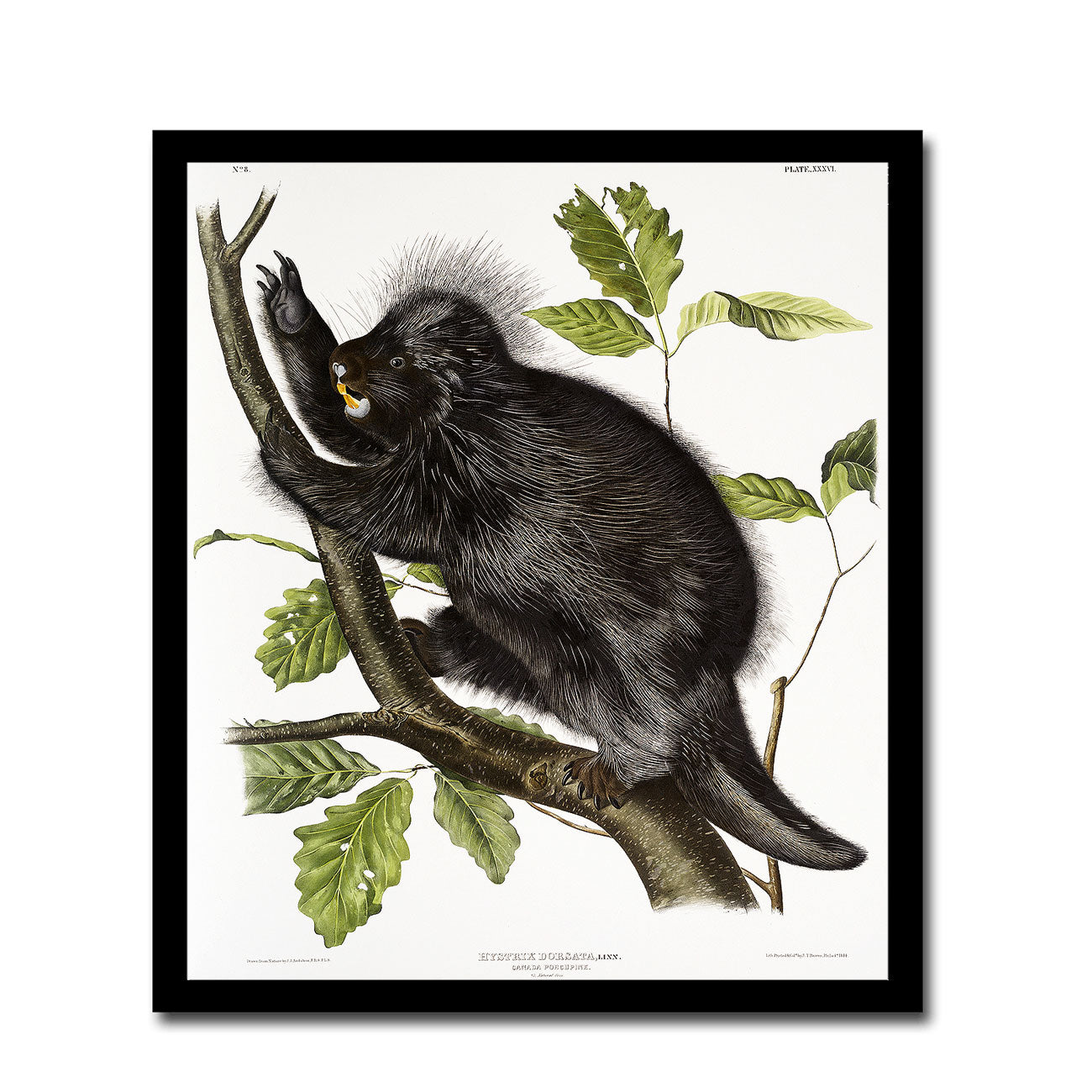 Carolina Grey Squirrel by John J. Audubon