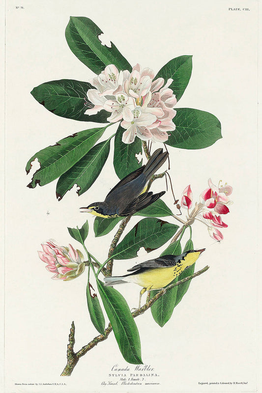 Canada Warbler from Birds of America (1827) by John James Audubon