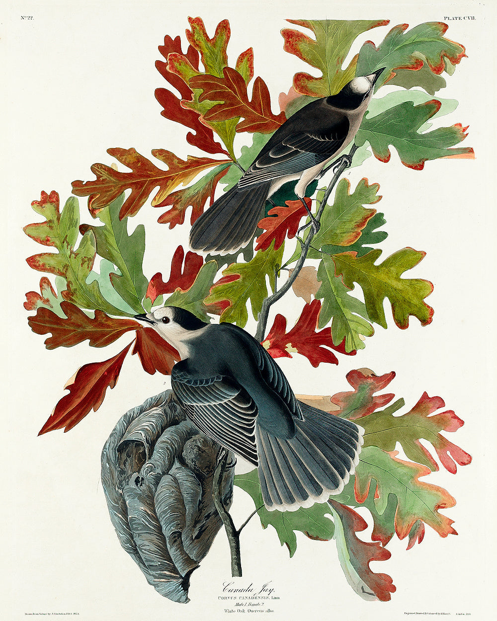 Canada Jay by John J. Audubon
