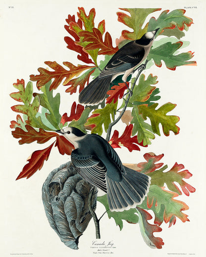 Canada Jay by John J. Audubon