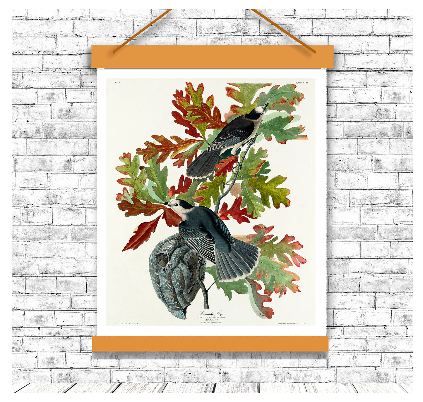 Canada Jay by John J. Audubon
