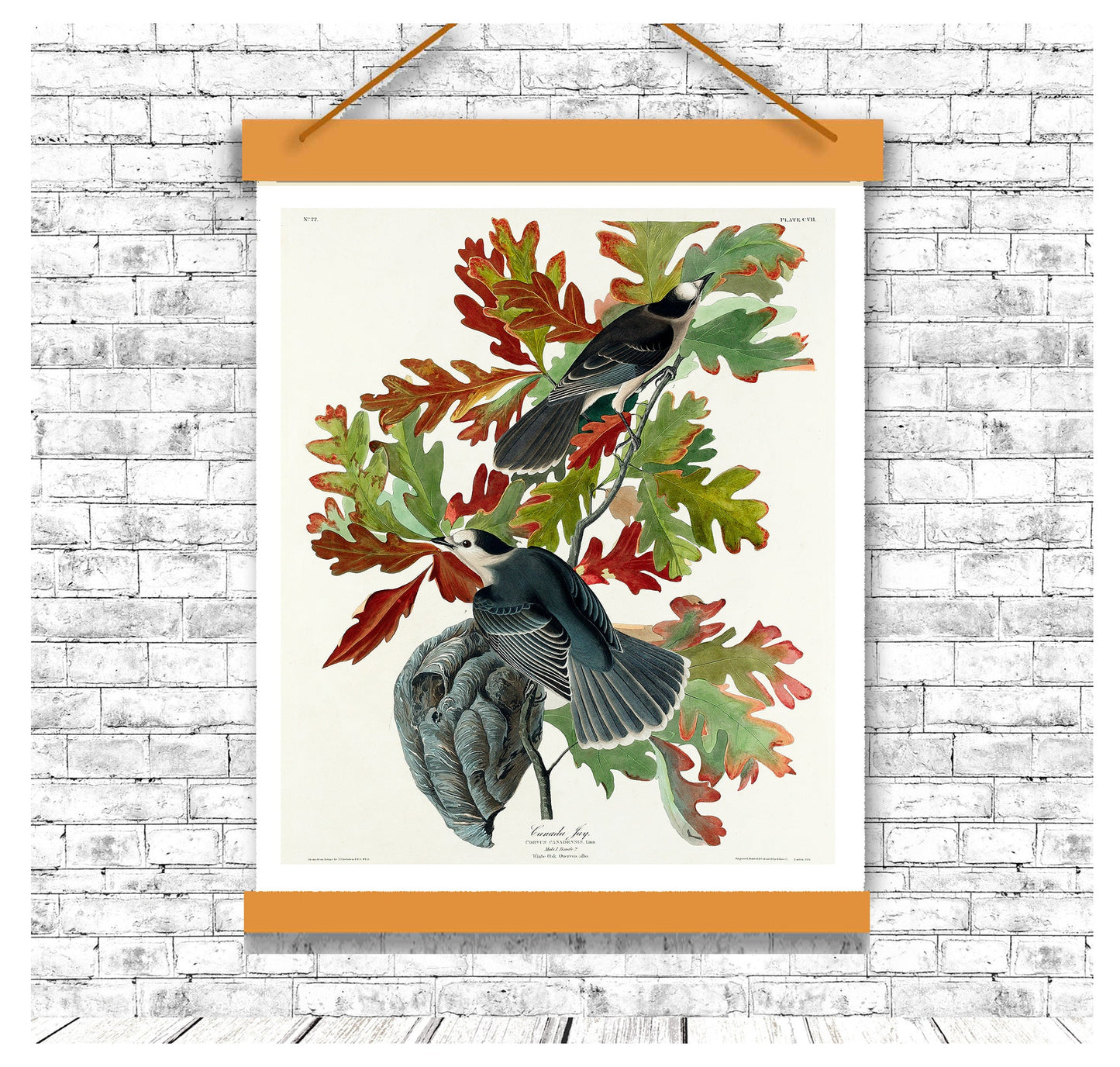 Canada Jay by John J. Audubon