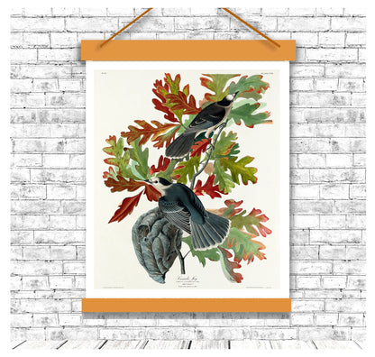 Canada Jay by John J. Audubon