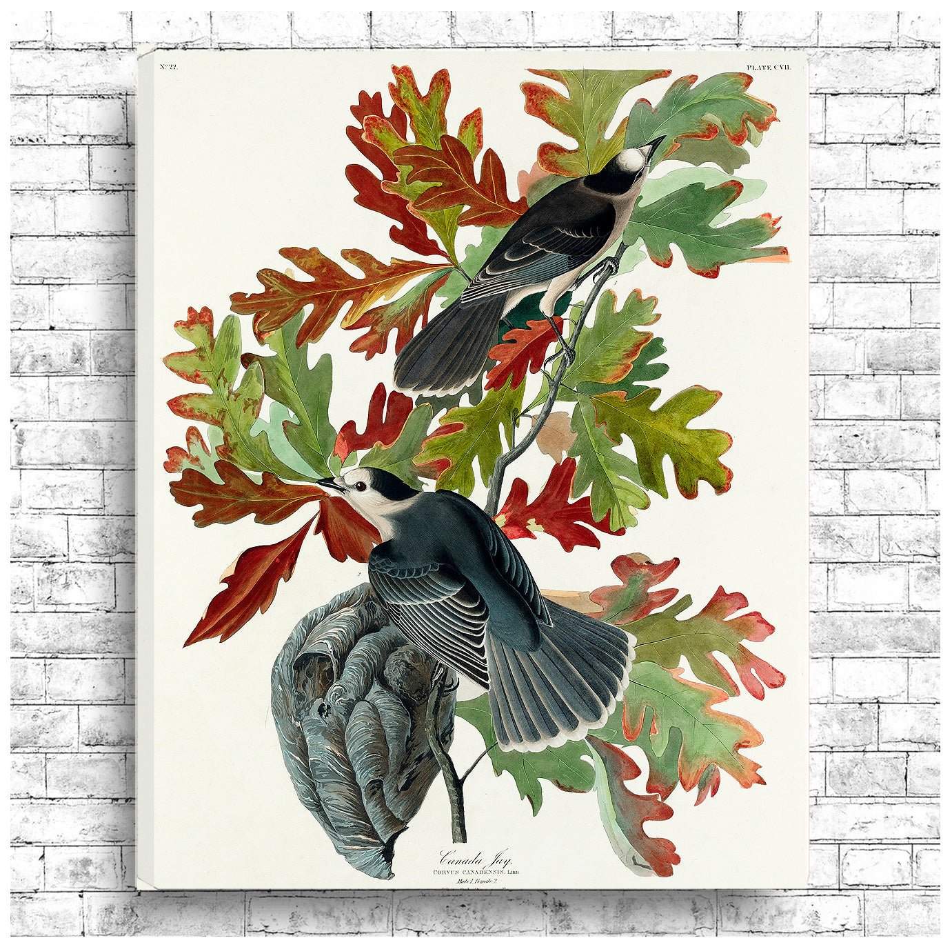 Canada Jay by John J. Audubon