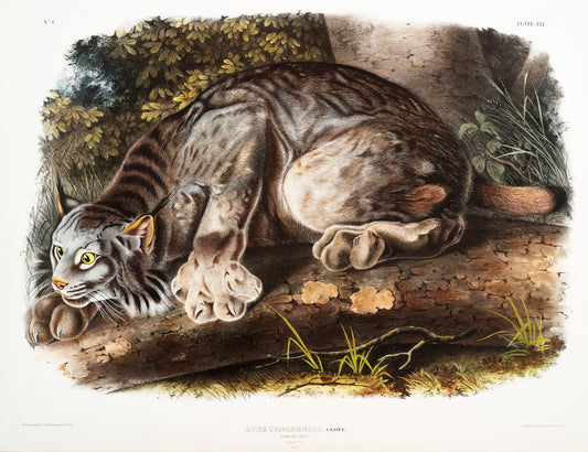 Canada Lynx (Lynx Canadensis) by John James Audubon