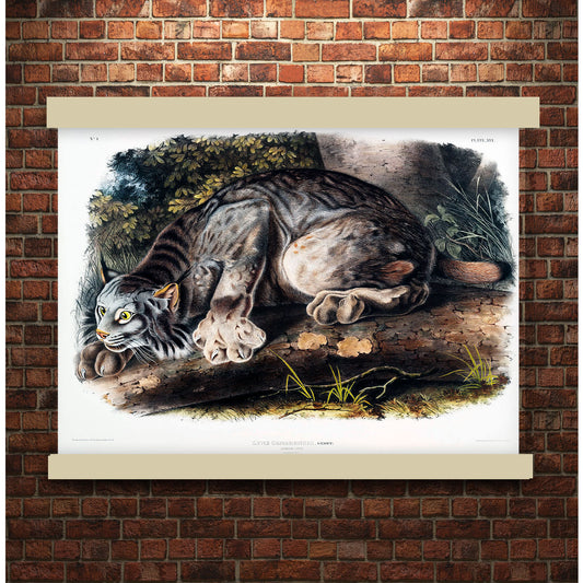 Canada Lynx (Lynx Canadensis) by John James Audubon | Hanging Canvas Art | Choice of Board Colors