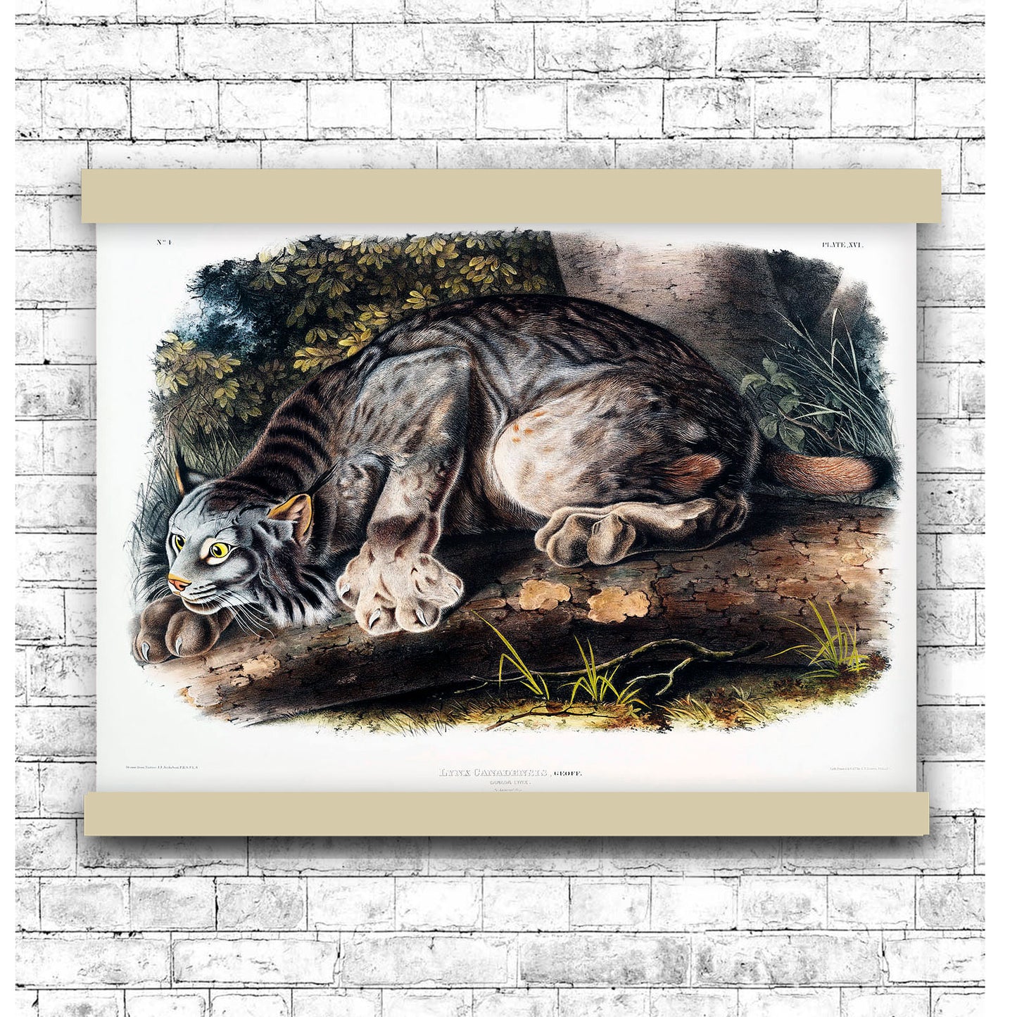 Canada Lynx (Lynx Canadensis) by John James Audubon | Hanging Canvas Art | Choice of Board Colors